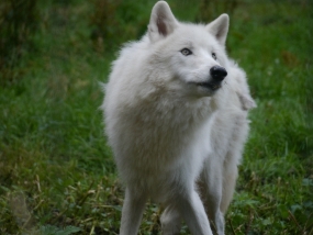 Customer Photo of Wild Wolf Feeding Experience for Two
